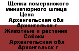 Щенки померанского миниатюрного шпица › Цена ­ 15 000 - Архангельская обл., Архангельск г. Животные и растения » Собаки   . Архангельская обл.,Архангельск г.